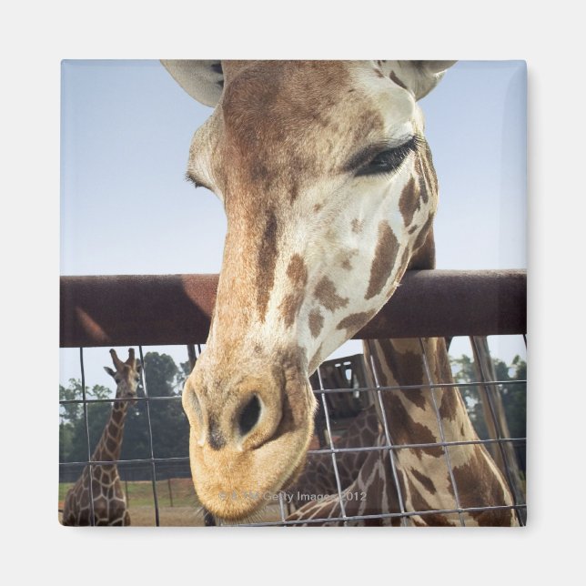 Giraffe Magnet (Vorne)