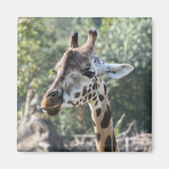 Giraffe Magnet (Vorne)