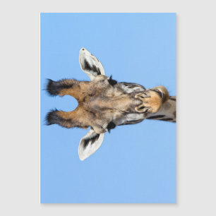 Giraffe Magnetkarte