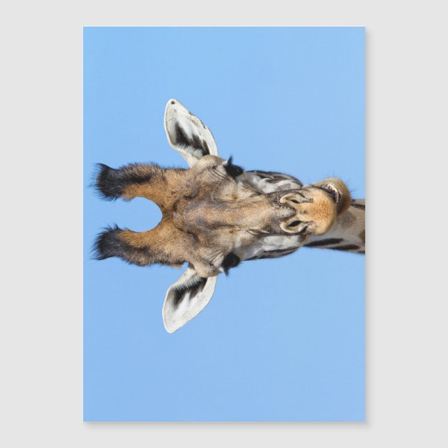 Giraffe Magnetkarte (Vorderseite)