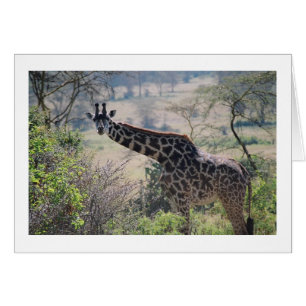 Giraffe mit ausgedehntem Hals