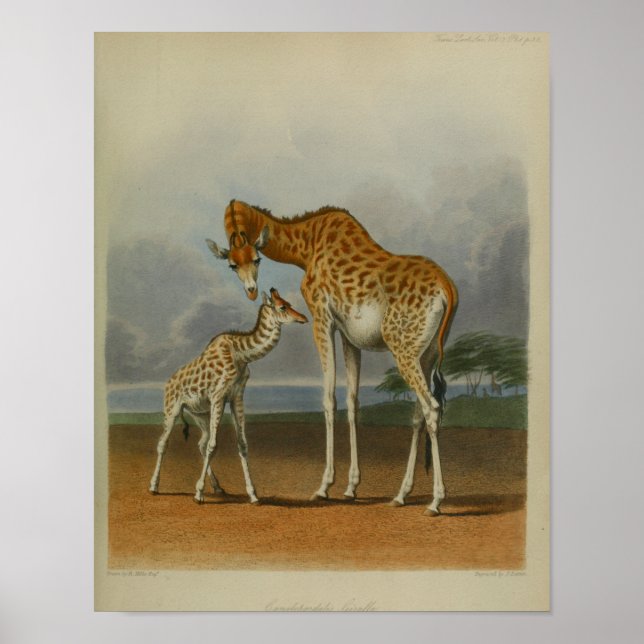 Giraffe mit Calf Vintag Print African Savanna Poster (Vorne)