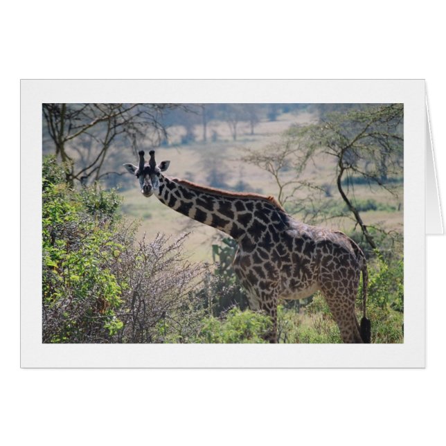 Giraffe mit erweitertem Neck (Vorderseite (Horizontal))