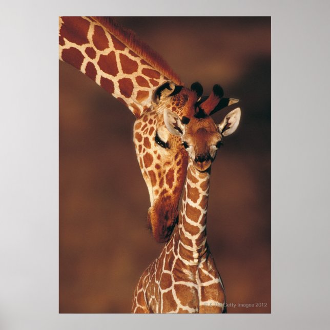 Giraffe mit Kalb (Giraffa camelopardalis) Poster (Vorne)