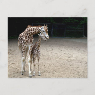 Giraffe mit Kind Postkarte