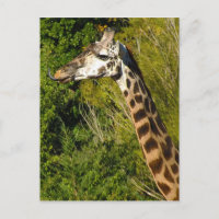 Giraffe mit Zungenstich nach oben geschraubt