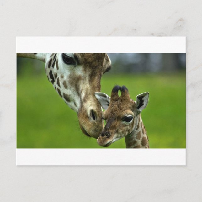 Giraffe Mother-Liebe Postkarte (Vorderseite)