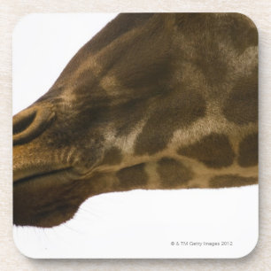 Giraffe, nahes hohes getränkeuntersetzer