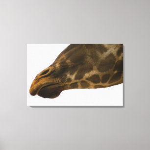 Giraffe, nahes hohes leinwanddruck