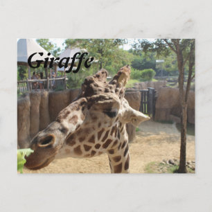 Giraffe Nr. 4 Postkarte