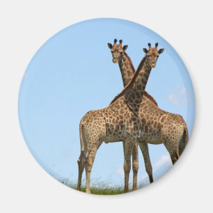 Giraffe paart Magneten Magnet