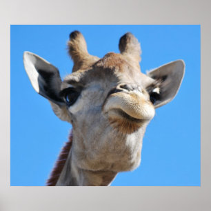 Giraffe photography profile poster
