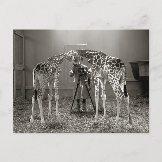 Giraffe Portrait, 1926 Postkarte (Vorderseite)