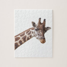 Giraffe Portrait Foto auf Weiß