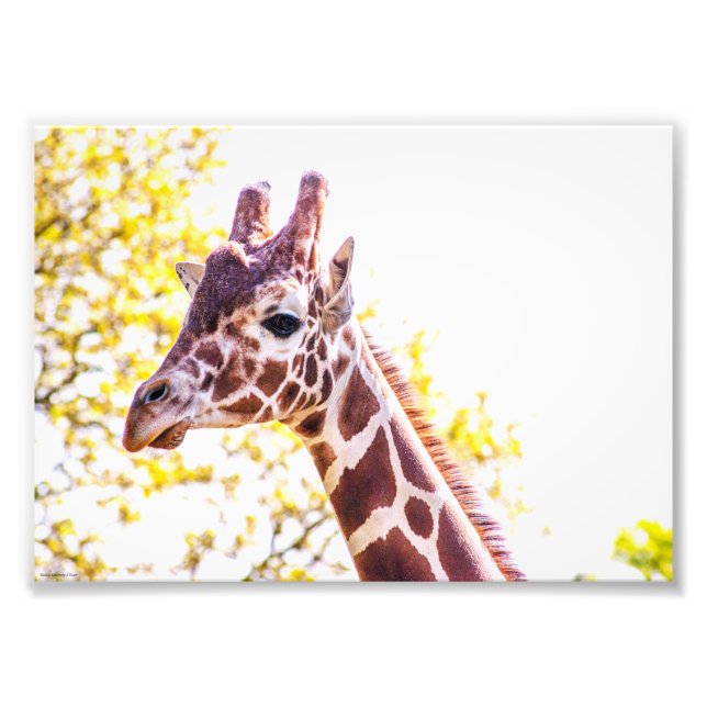 Giraffe Portrait Fotodruck (Vorne)