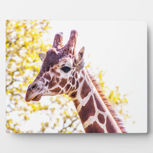 Giraffe Portrait Fotoplatte (Vorderseite)