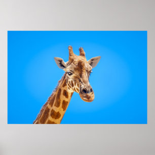 Giraffe Portrait gegen den Himmel Poster