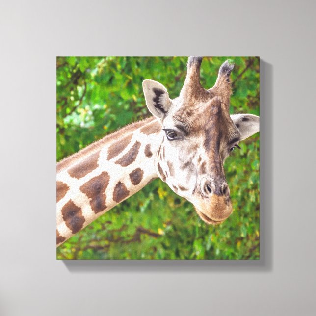 Giraffe Portrait - Wrapped Canvas Leinwanddruck (Vorderseite)