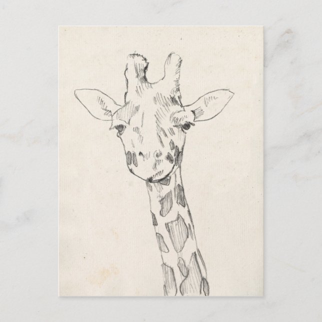 Giraffe Portrait | Zeichnung Postkarte (Vorderseite)