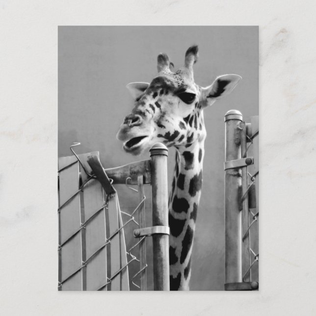 Giraffe Portraitfotografie Postkarte (Vorderseite)
