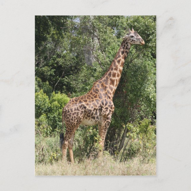 Giraffe-Pose Postkarte (Vorderseite)