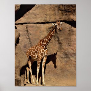 Giraffe Poster