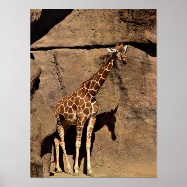 Giraffe Poster (Vorne)