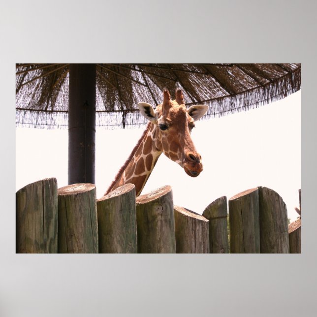 Giraffe Poster (Vorne)