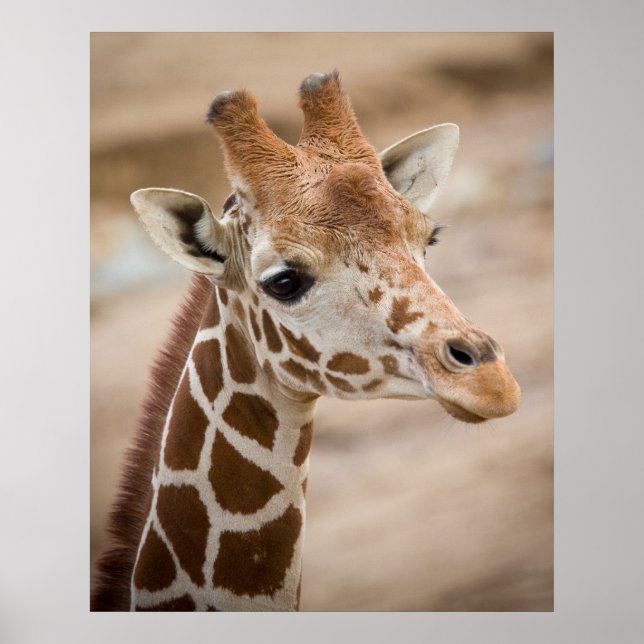 Giraffe Poster (Vorne)