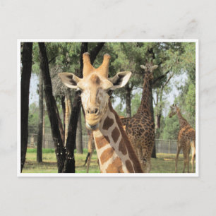 Giraffe Postkarte