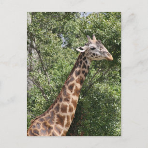 Giraffe Postkarte