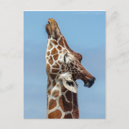 Giraffe Postkarte