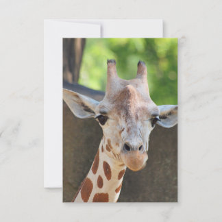 Giraffe Postkarte