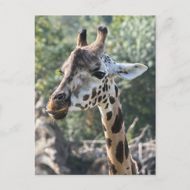 Giraffe Postkarte (Vorderseite)