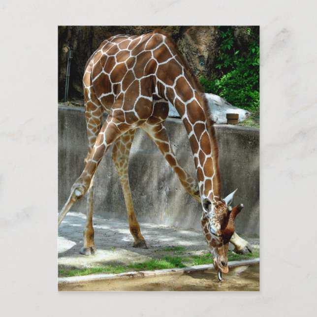 Giraffe Postkarte (Vorderseite)