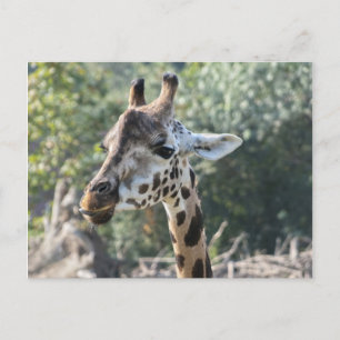Giraffe Postkarte