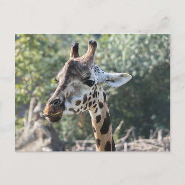 Giraffe Postkarte (Vorderseite)