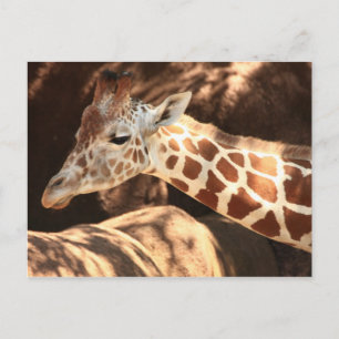 Giraffe Postkarte