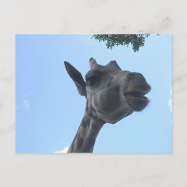 Giraffe Postkarte