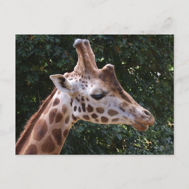 Giraffe Postkarte (Vorderseite)