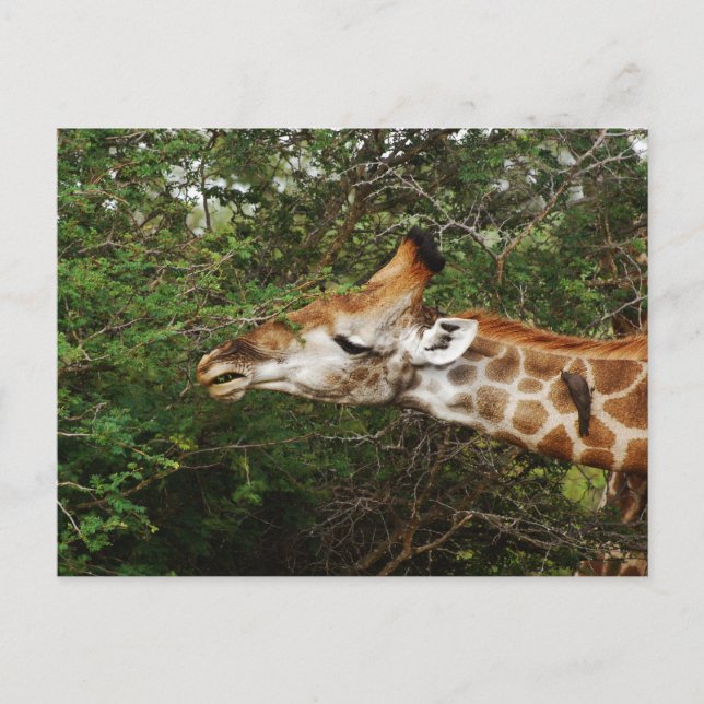 Giraffe Postkarte (Vorderseite)