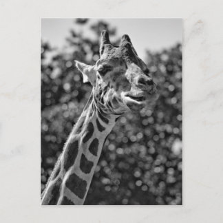 Giraffe Postkarte