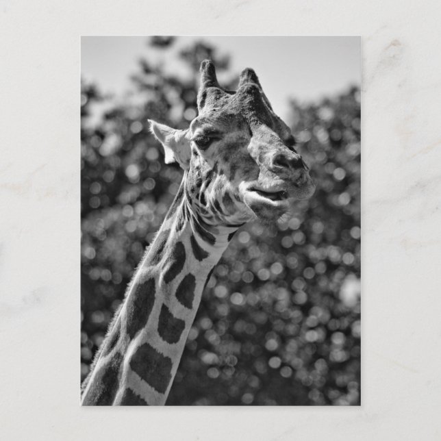 Giraffe Postkarte (Vorderseite)
