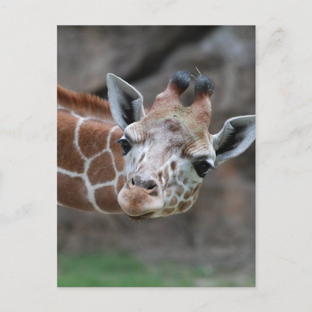 Giraffe Postkarte (Vorderseite)