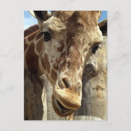 Giraffe Postkarte