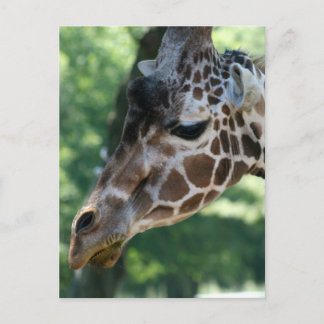 Giraffe Postkarte