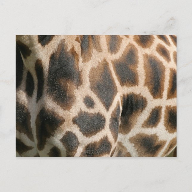 Giraffe Print Pattern Postcard Postkarte (Vorderseite)