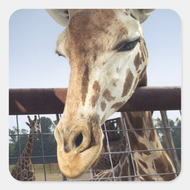Giraffe Quadratischer Aufkleber (Vorderseite)