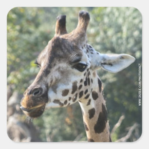 Giraffe Quadratischer Aufkleber