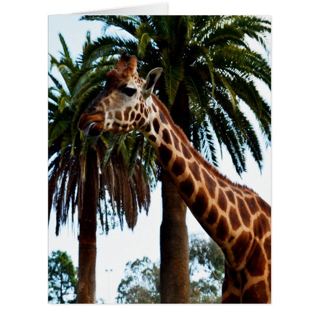 Giraffe Raspberry,_ (Vorderseite)